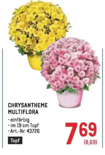 Metro Chrysantheme multiflora Angebot