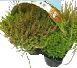 Hellweg Plantiflor Herbsttray Angebot