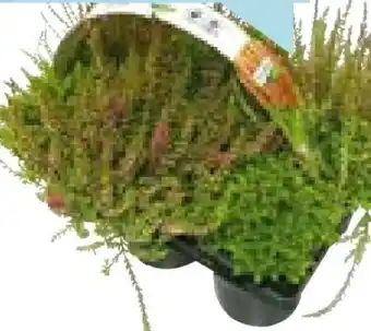 Hellweg Plantiflor Herbsttray Angebot