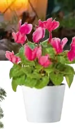 Hellweg Plantiflor Alpenveilchen Angebot