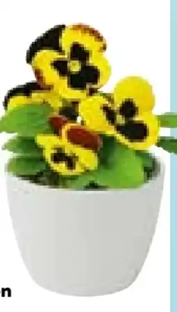 Hellweg Plantiflor Stiefmütterchen Angebot