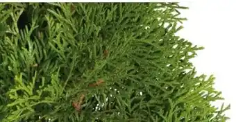 OBI Lebensbaum Smaragd Angebot