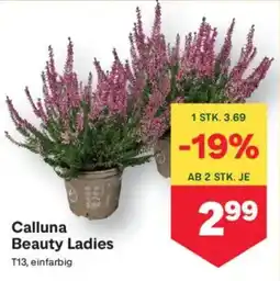 MPreis Calluna Beauty Ladies Angebot