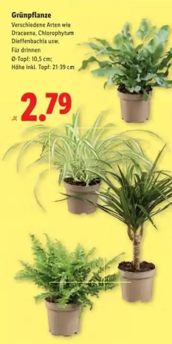 Lidl Grünpflanze Angebot