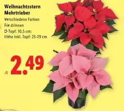 Lidl Weihnachtsstern mehrtrieber Angebot