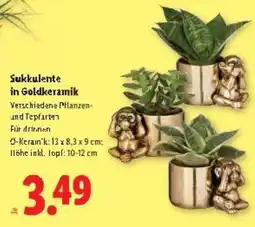 Lidl Sukkulente in Goldkeramik Angebot