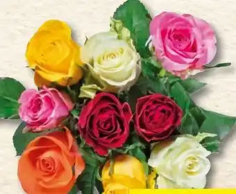 Lidl Fairtrade Mini Rosenstrauß Angebot