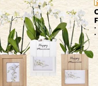 Lidl Orchideen Angebot