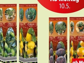 Lidl Mediterrane Pflanzen Angebot