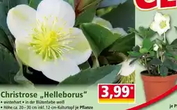 Norma Christrose Helleborus Angebot