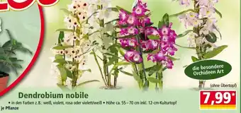 Norma Dendrobium nobile Angebot