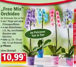 Norma Free Mix Orchidee Angebot