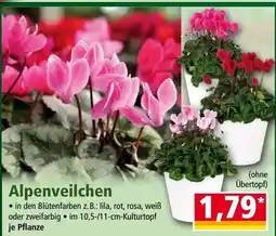 Norma Alpenveilchen Angebot