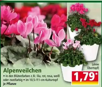 Norma Alpenveilchen Angebot