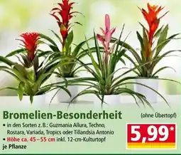 Norma Bromelien-Besonderheit Angebot