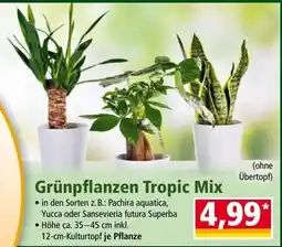 Norma Grünpflanzen Tropic Mix Angebot