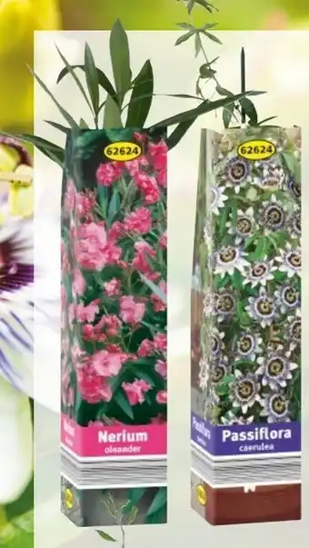 Lidl Geranien-Besonderheiten Angebot