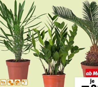 Lidl Palme Angebot