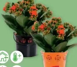PENNY Kalanchoe Halloween Angebot