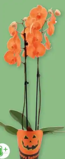 PENNY Orchidee Halloween Angebot