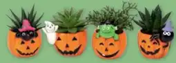 PENNY Mini Sukkulente Halloween Angebot