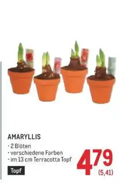 Metro AMARYLLIS Angebot