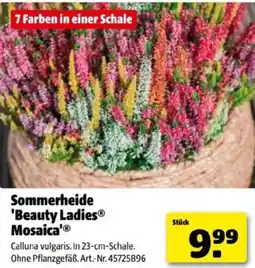 Hagebau Sommerheide beauty ladies mosaica Angebot
