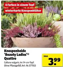 Hagebau Knospenheide beauty ladies quattro Angebot
