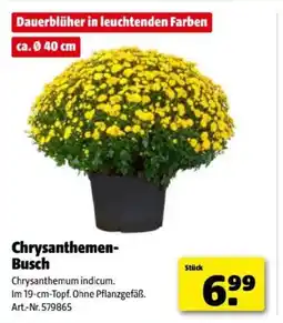 Hagebau Chrysanthemen Busch Angebot