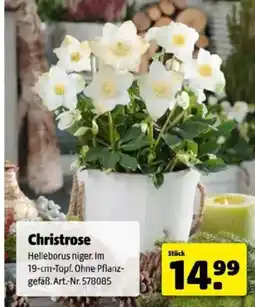 Hagebau Christrose Angebot