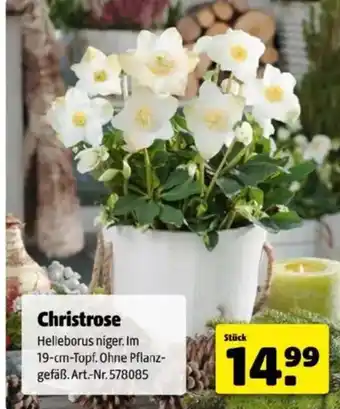 Hagebau Christrose Angebot