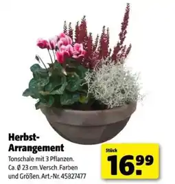 Hagebau Herbst arrangement Angebot