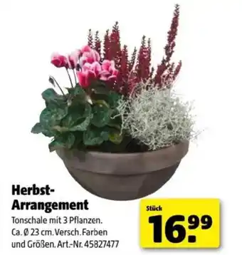 Hagebau Herbst arrangement Angebot