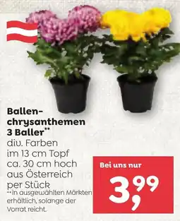 ADEG Ballen- chrysanthemen 3 Baller Angebot