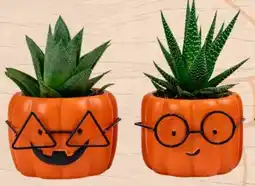 Eurospar Mini Sukkulente Halloween Angebot