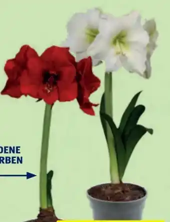 Hofer Amaryllis Angebot