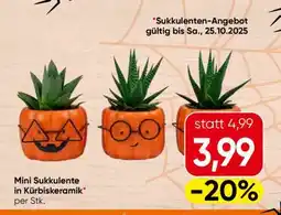Eurospar Mini Sukkulente in Kürbiskeramik Angebot