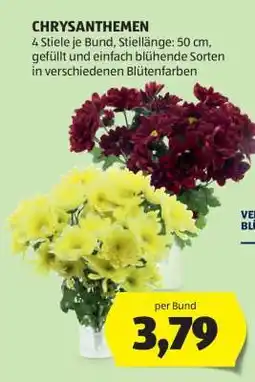 Hofer Chrysanthemen Angebot