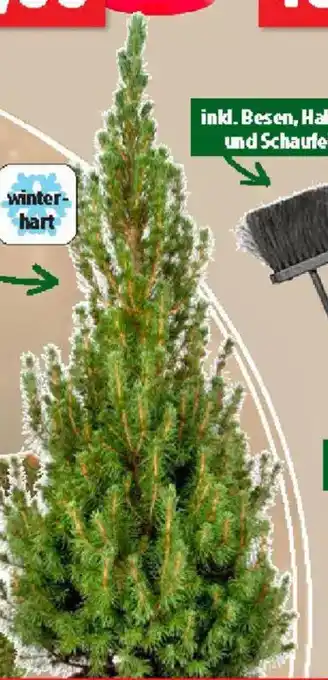 Thomas Philipps Zuckerhutfichte Angebot