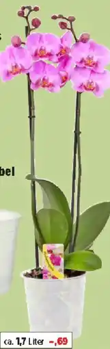 Thomas Philipps Orchidee Phalaenopsis Angebot