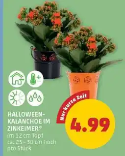 PENNY HALLOWEEN-KALANCHOE IM ZINKEIMER Angebot