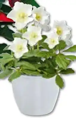 Hellweg Plantiflor Christrose Christmas Carol Angebot