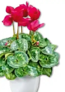 Hellweg Plantiflor Alpenveilchen Angebot