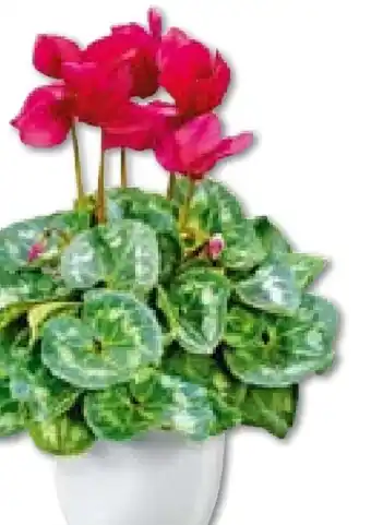 Hellweg Plantiflor Alpenveilchen Angebot