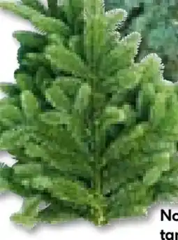 Hellweg Tannenzweige Angebot