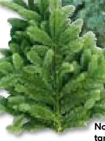 Hellweg Tannenzweige Angebot