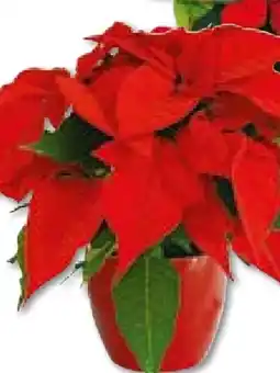 Hellweg Weihnachtsstern Angebot