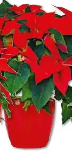 Hellweg Weihnachtsstern-Euphorbia pulcherrima Angebot