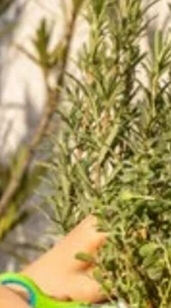 Interspar Italienische Kräuter Angebot