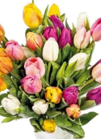 Interspar Tulpen Angebot